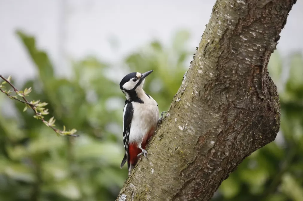 specht, vogel, grote bonte specht