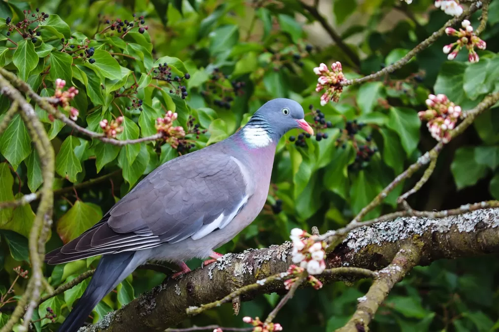 houtduif, vogel, branch