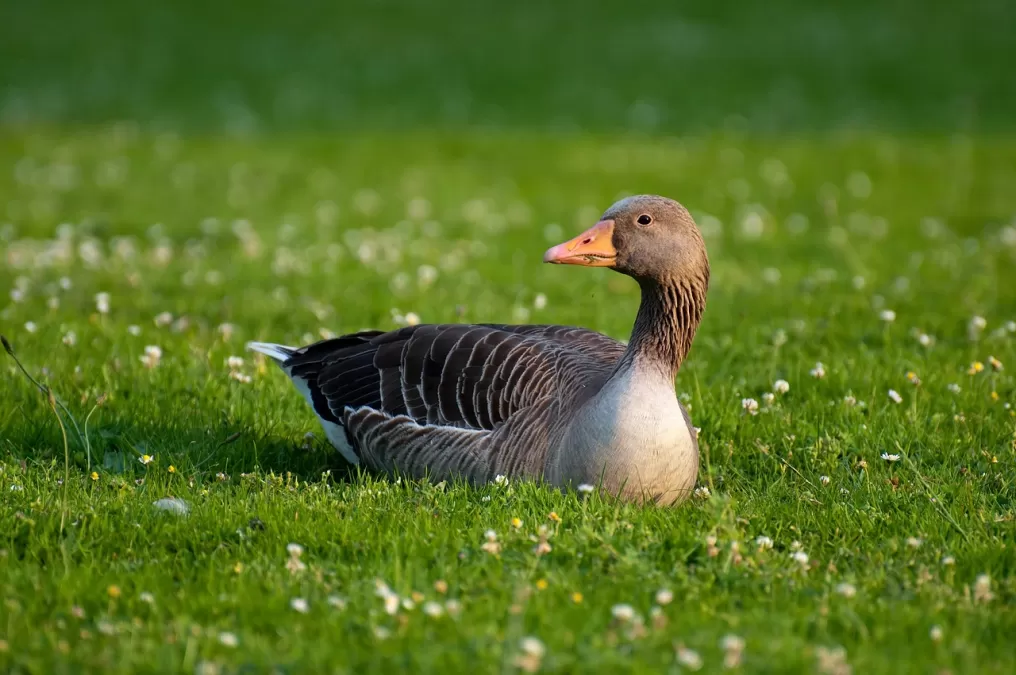 grauwe gans, vogel, gans
