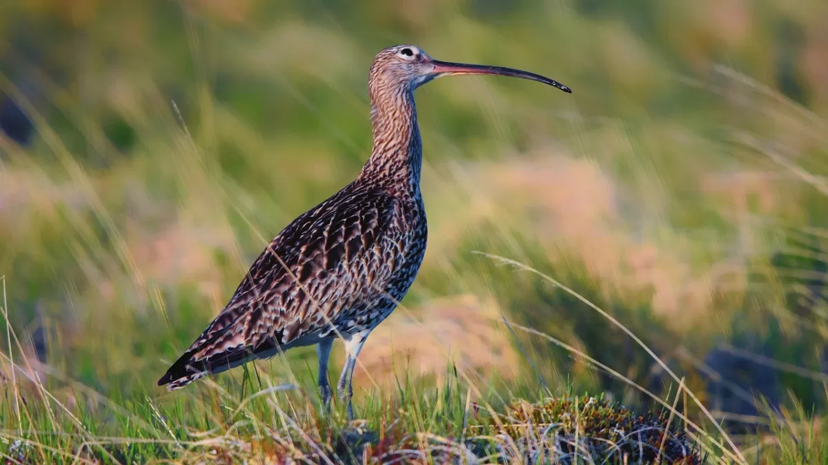 wulp, vogel, natuur