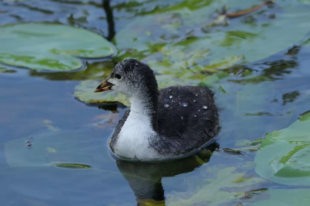 cooties, vogel, watervogels