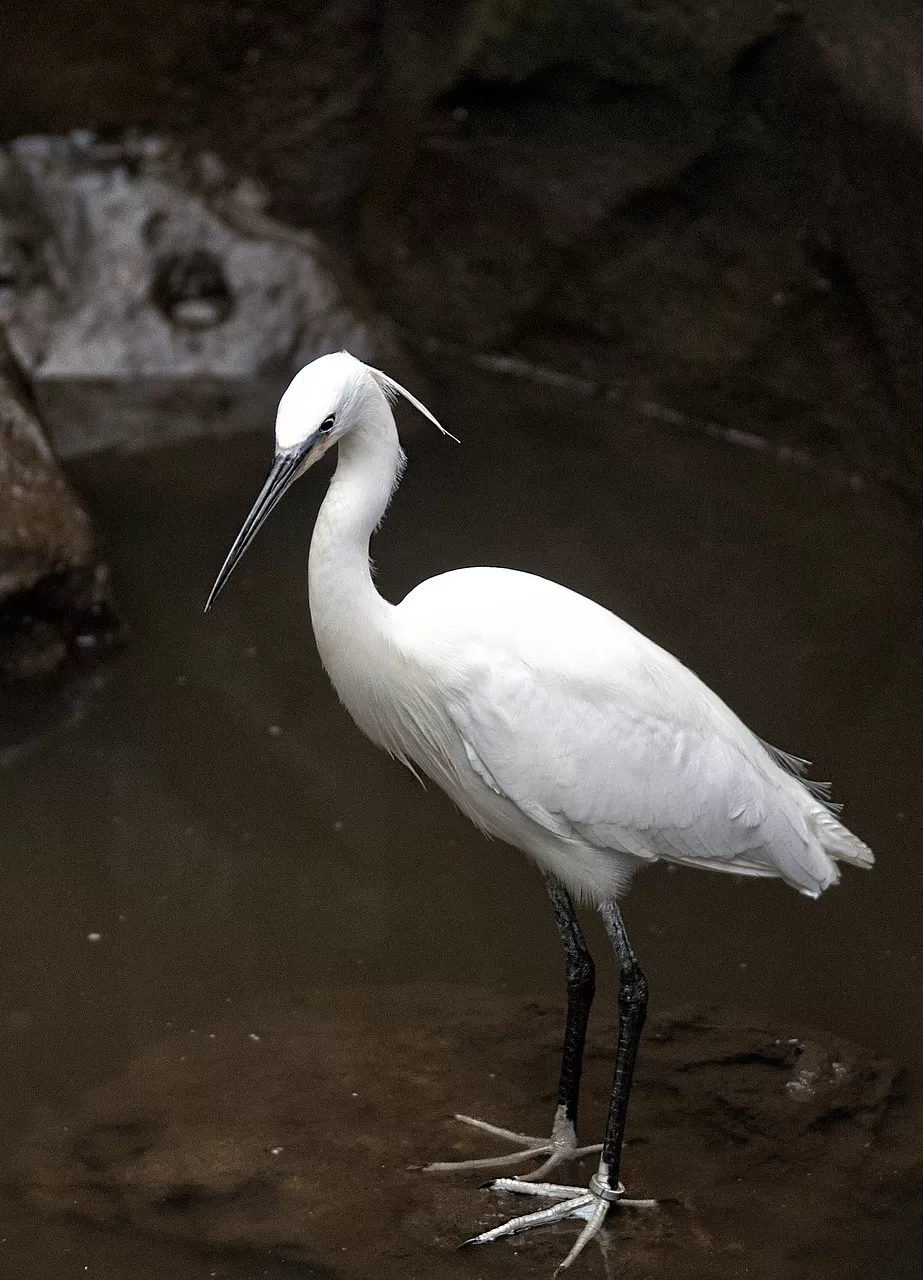 kleine zilverreiger, vogel, natuur