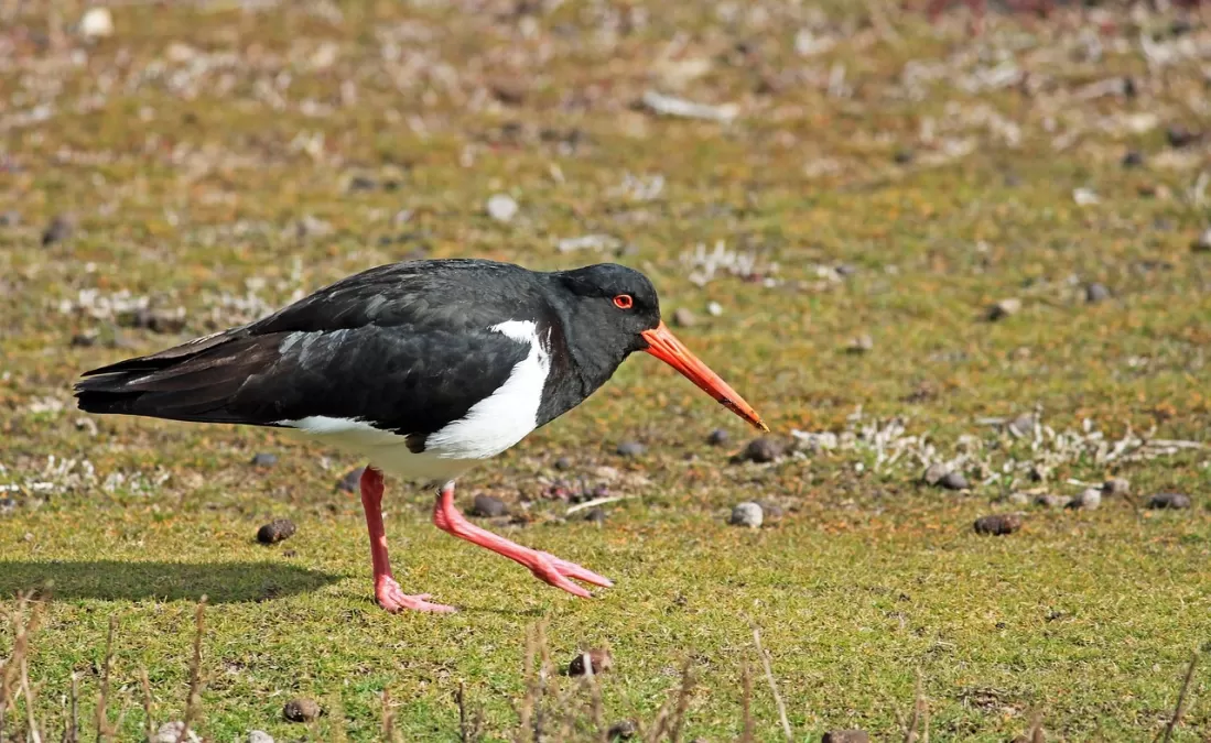 scholekster, vogel, interventie