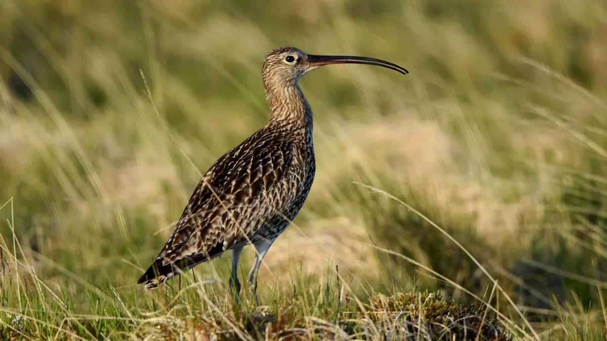 wulp, vogel, zitten