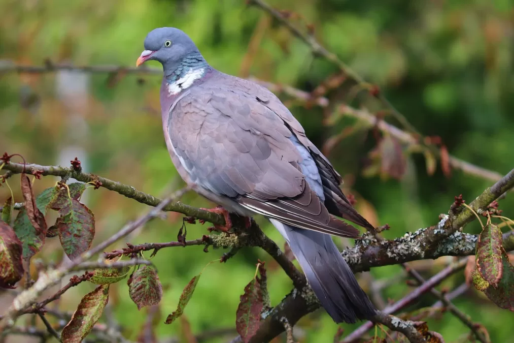 houtduif, duif, vogel