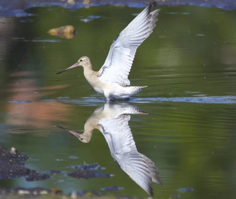 rosse grutto, vogel, dier