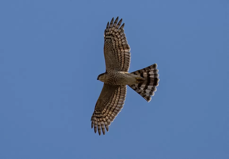 sperwer, vogel, roofvogel