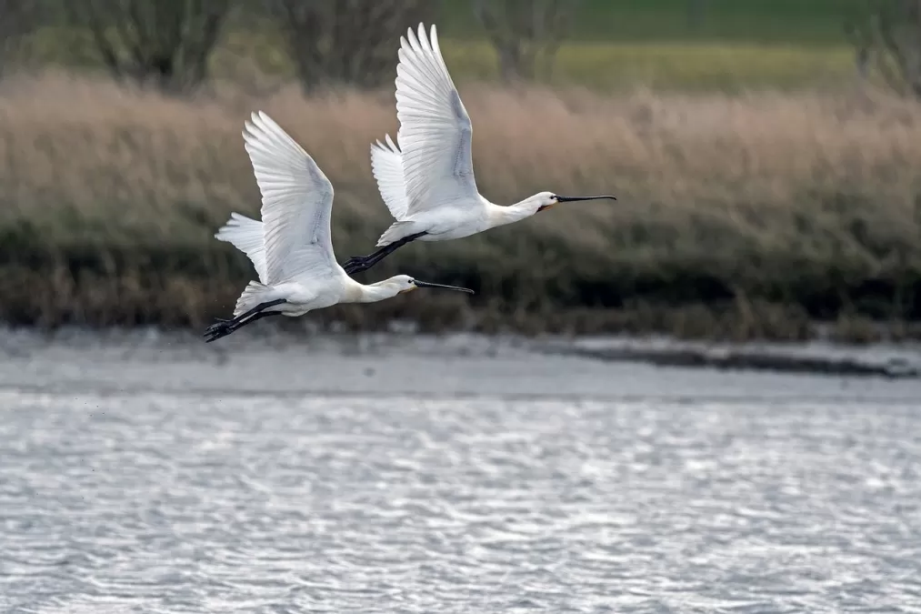 vogels, lepelaar, ornithologie