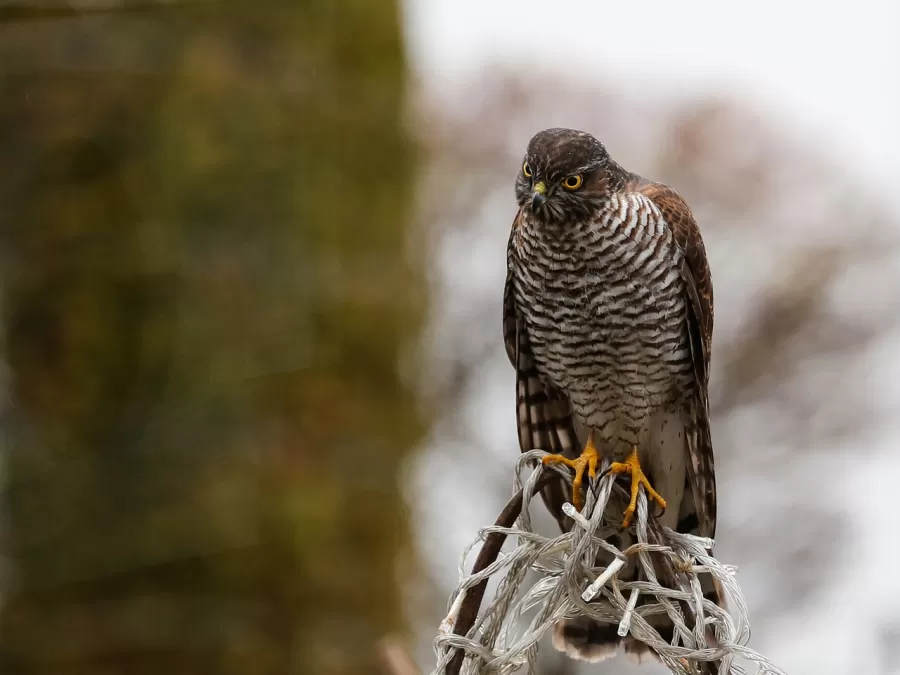 sperwer, vogel, zitten