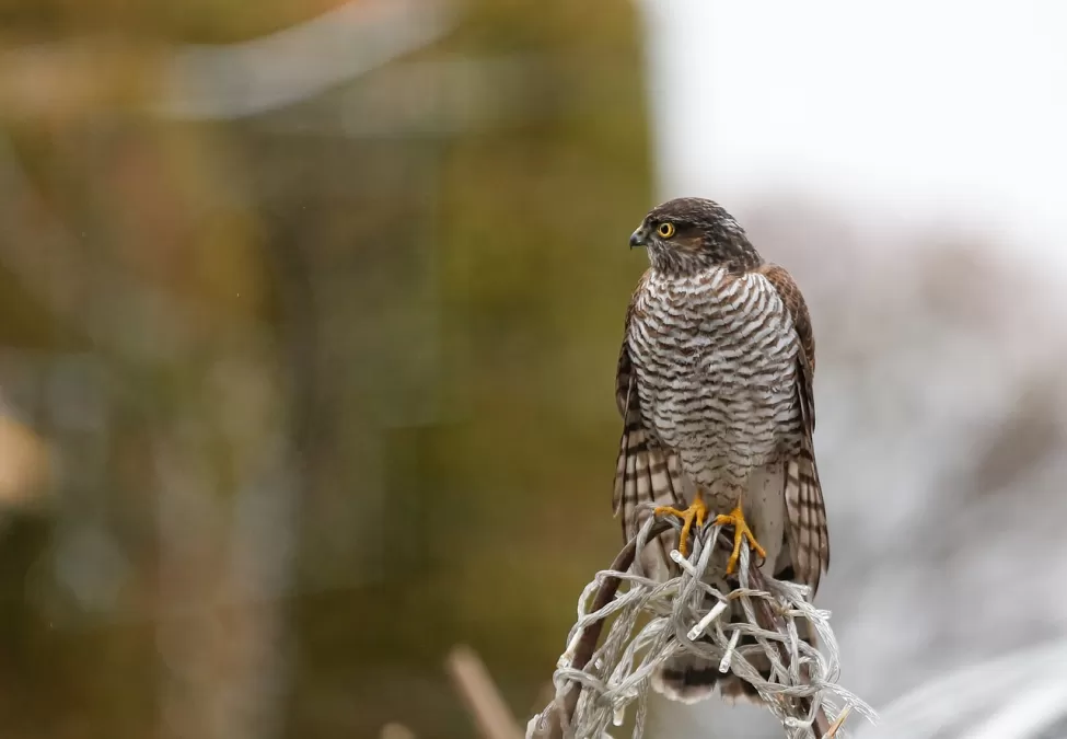 sperwer, vogel, zitten