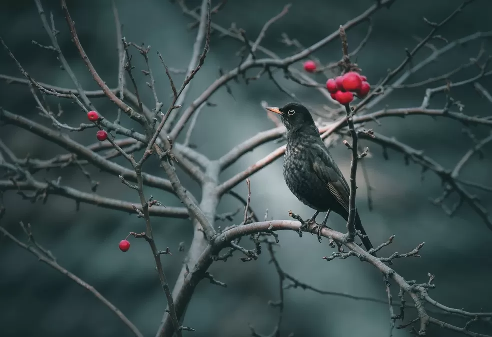 vogel, merel, ornithologie