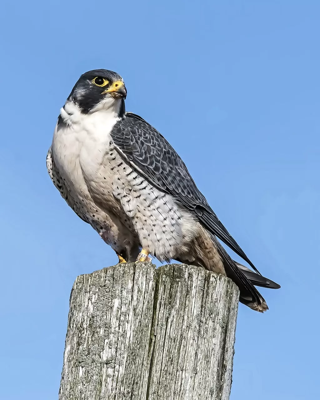 slechtvalk, vogel, dier