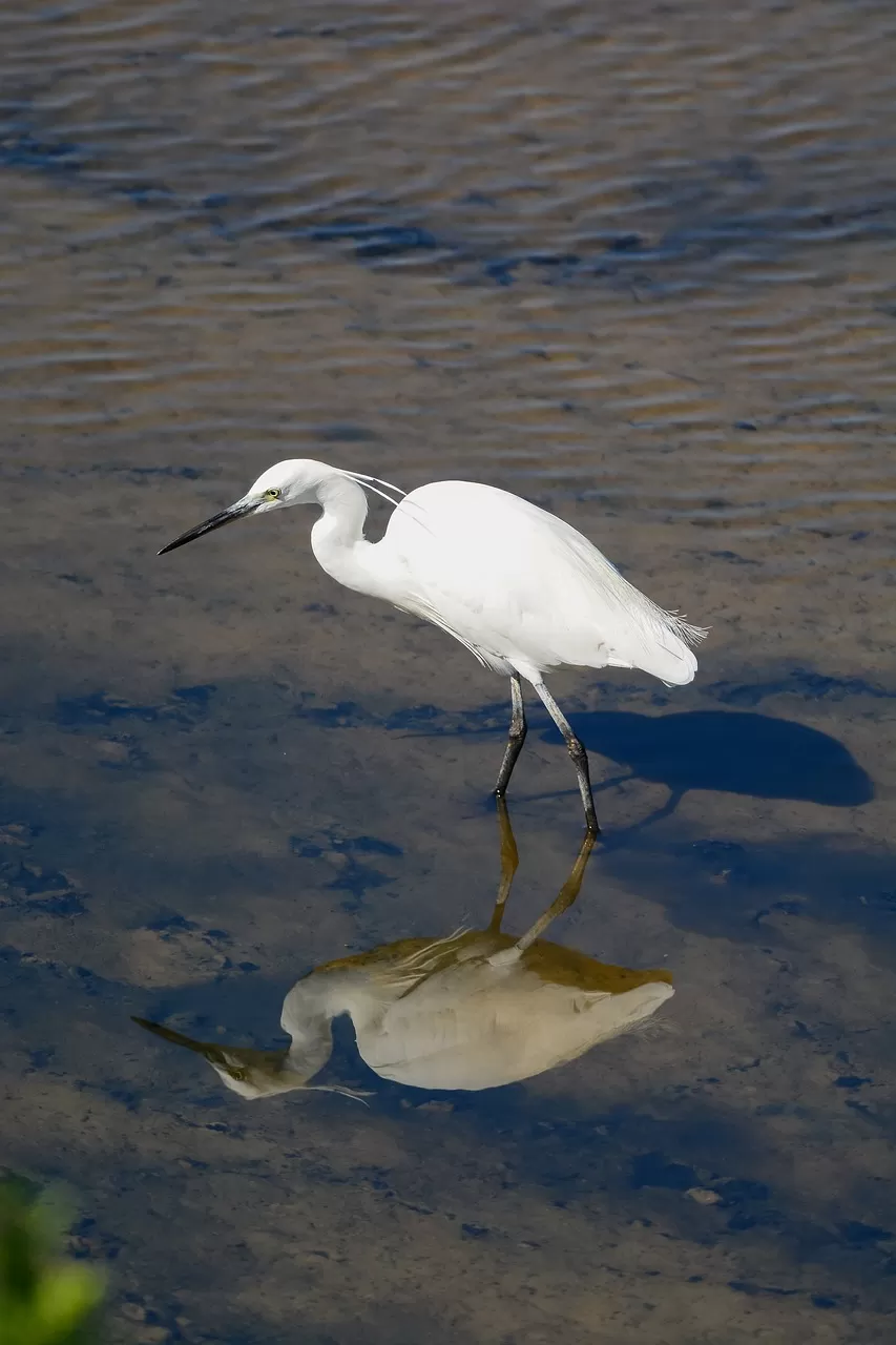 vogel, zilverreiger, ornithologie