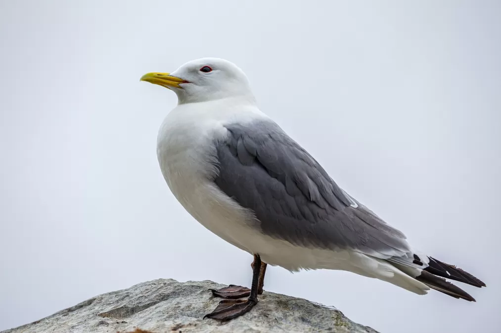 zeemeeuw, vogel, zitten