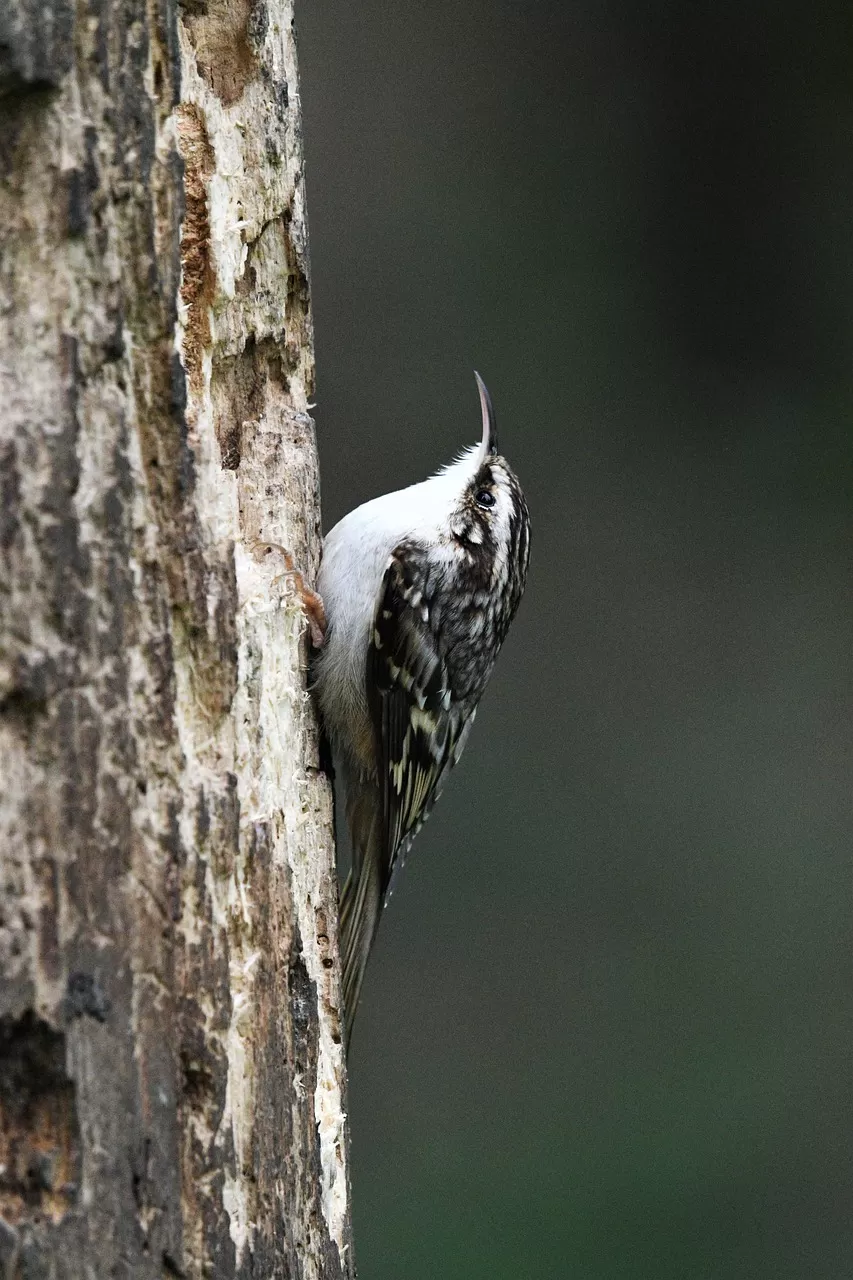 boomkruiper, vogel, dier