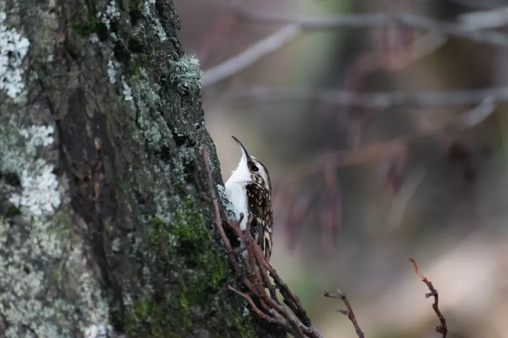 boomkruiper, vogel, aviaire