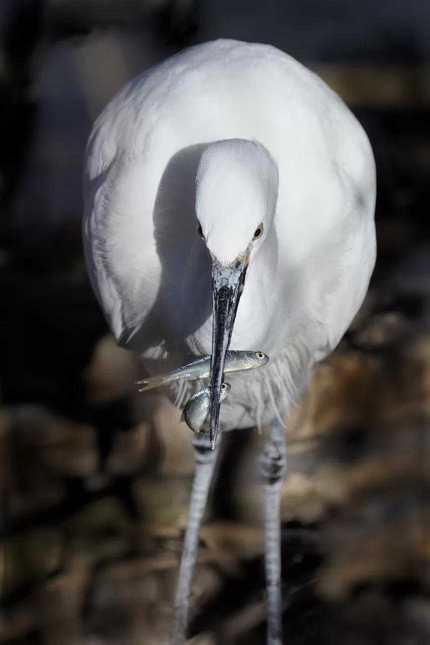 kleine zilverreiger, reiger, vogel