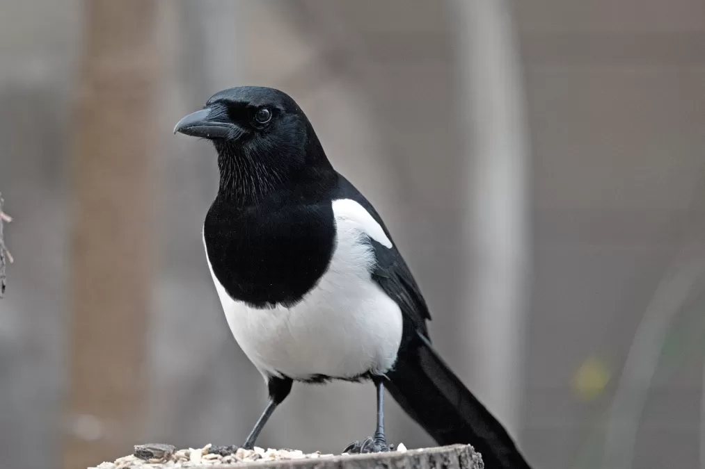 vogel, ekster, ornithologie