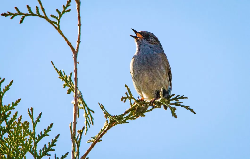 vogel, heggenmus, ornithologie