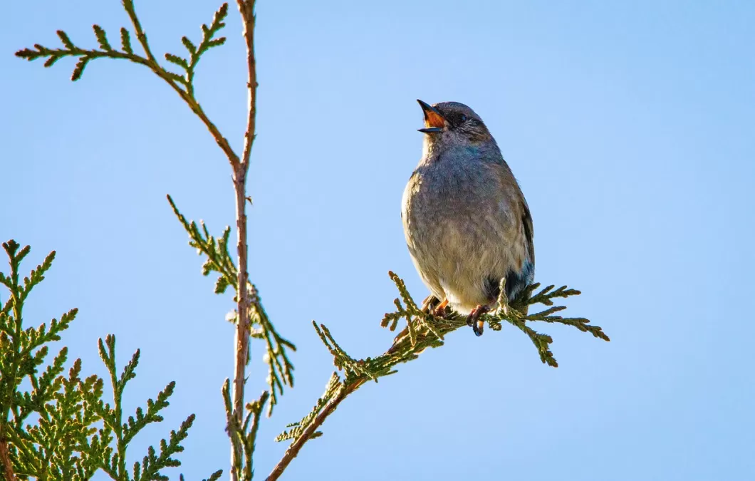 vogel, heggenmus, natuur