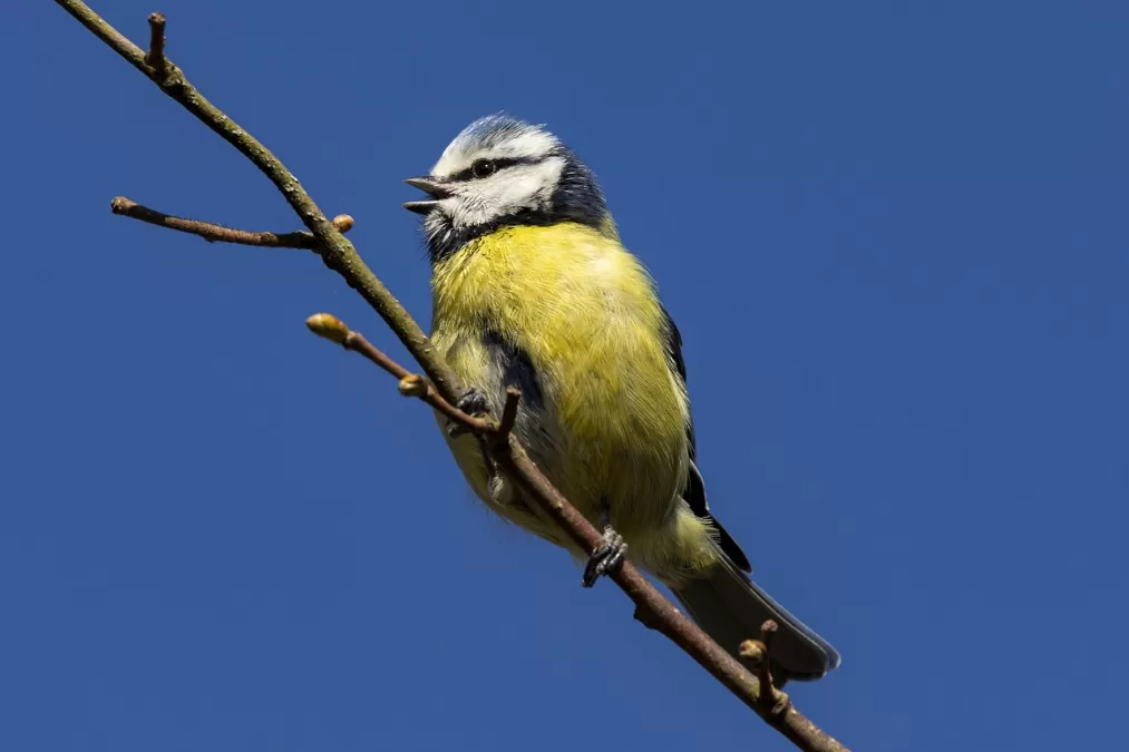 euraziatische pimpelmees, pimpelmees, vogel