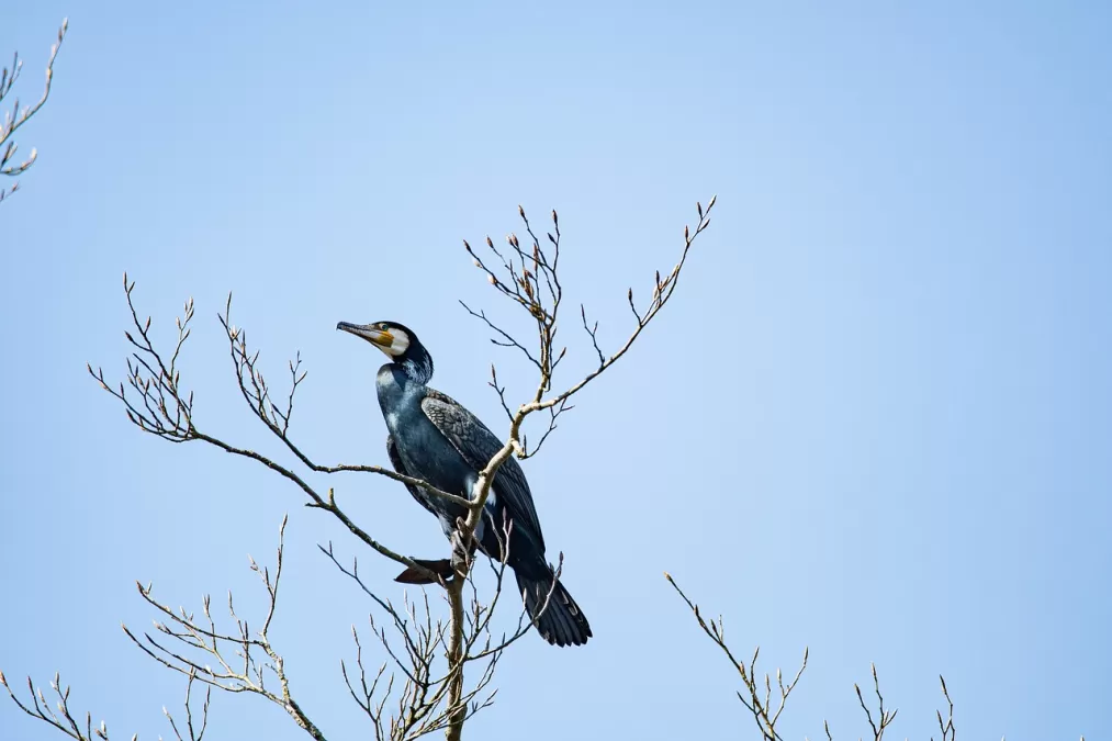 vogel, grote aalscholver, ornithologie