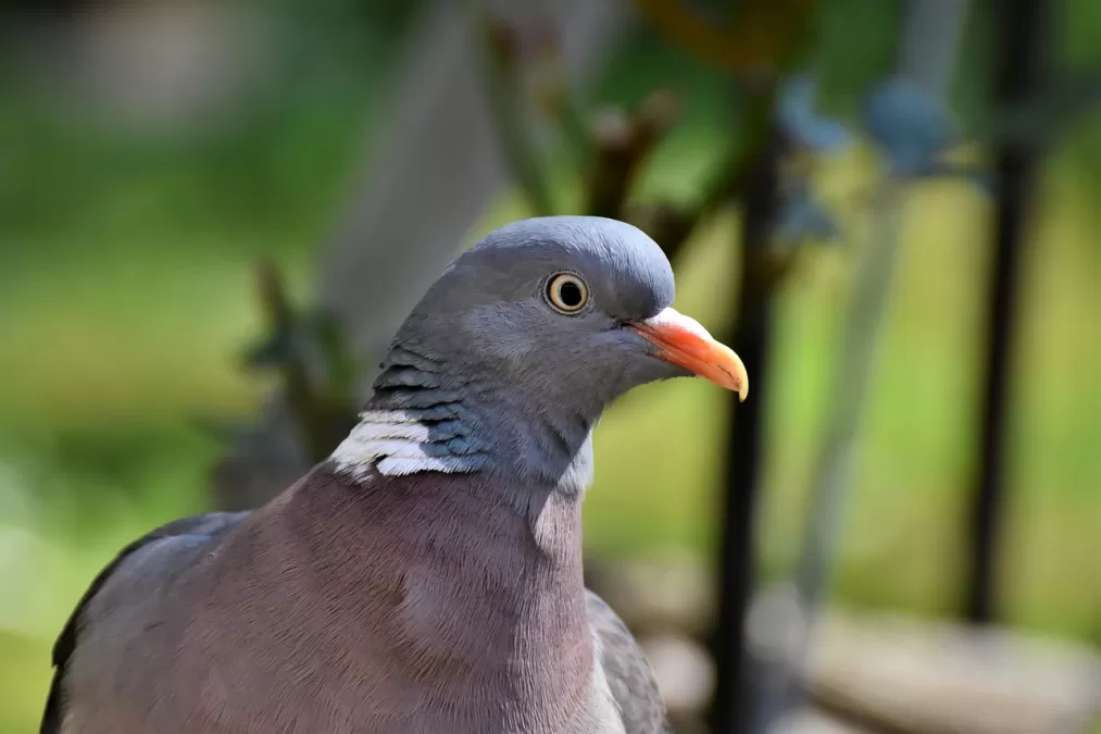 vogel, houtduif, duif