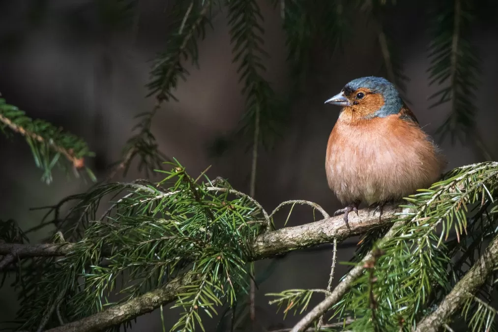 vogel, gewone vink, vink