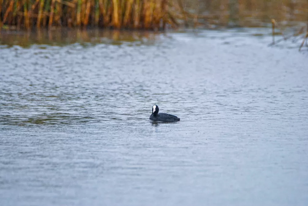 euraziatische meerkoet, vogel, vijver