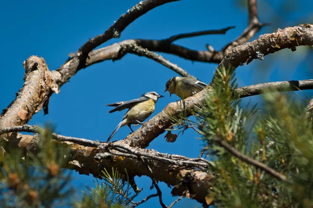 pimpelmees, vogels, branch