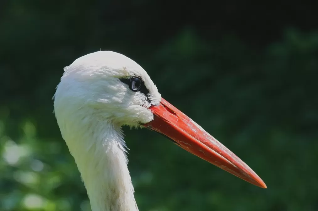 ooievaar, vogel, hoofd