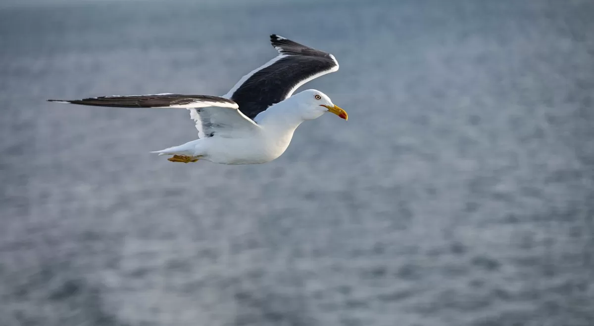 zeemeeuw, vogel, dier