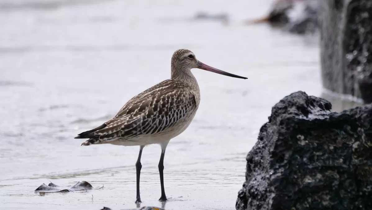 rosse grutto, vogel, watervogel