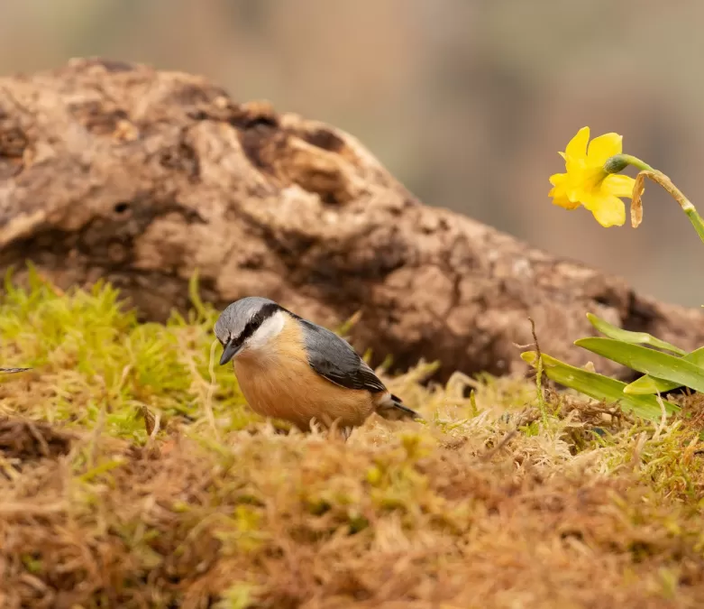 boomklever, vogel, boomkruiper