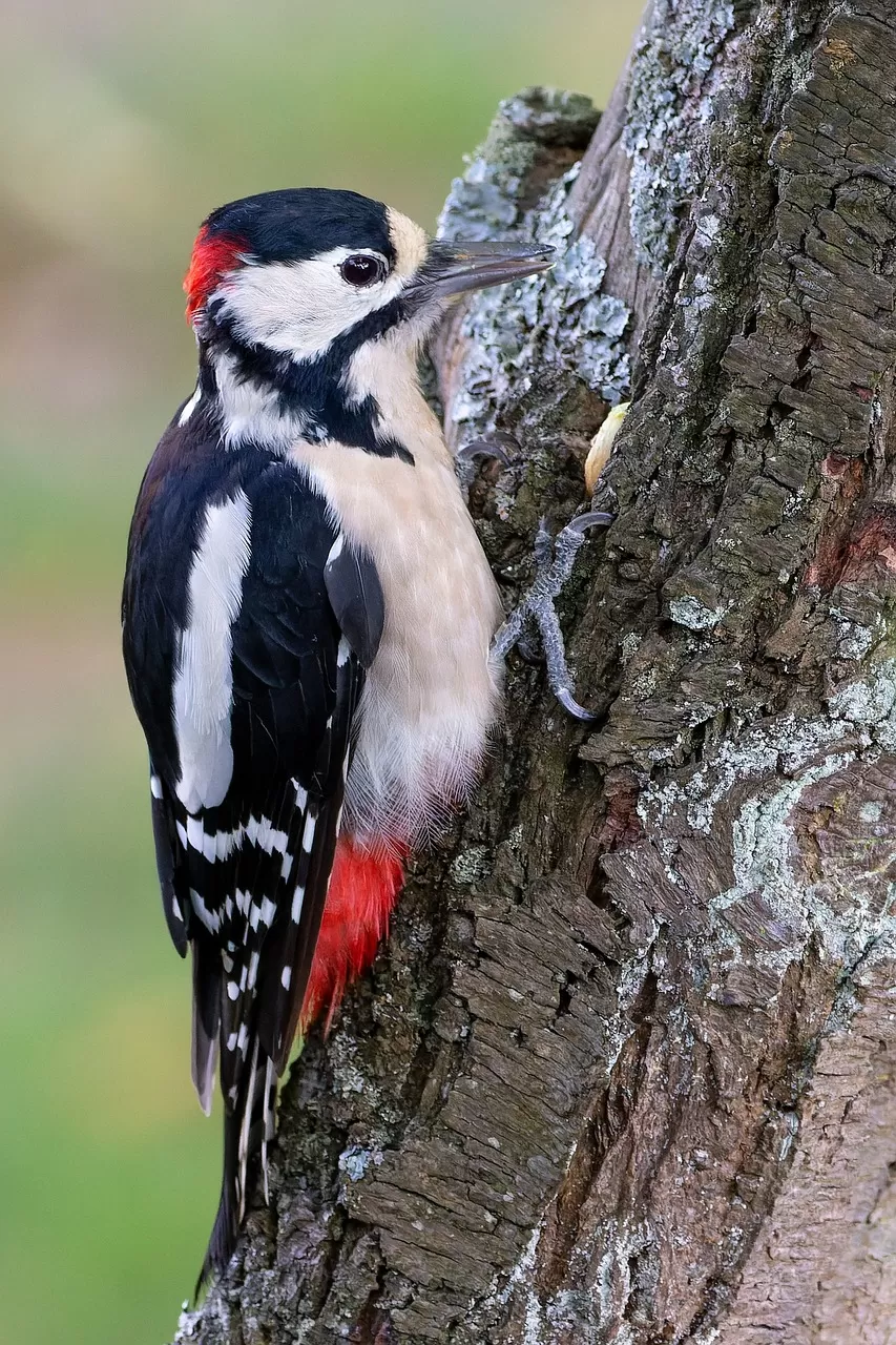 vogel, grote bonte specht, specht