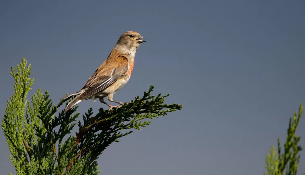 kneu, vogel, dier
