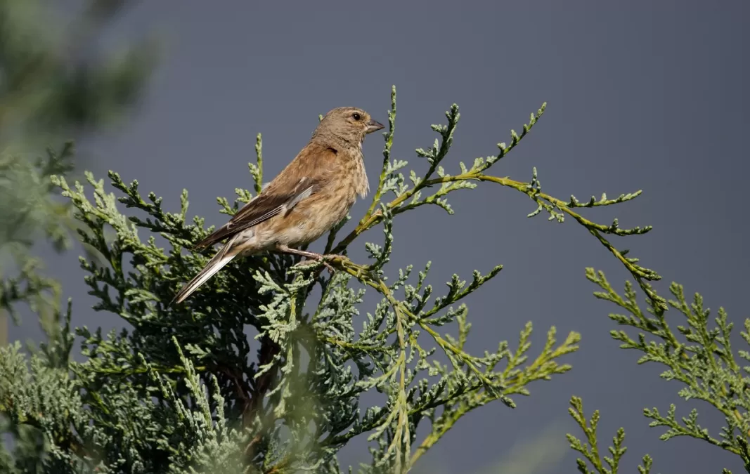 kneu, vogel, dier