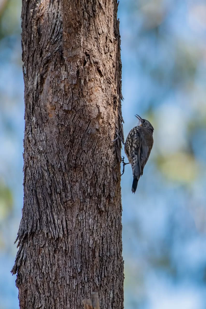 witkeelboomkruiper, vogel, boomkruiper