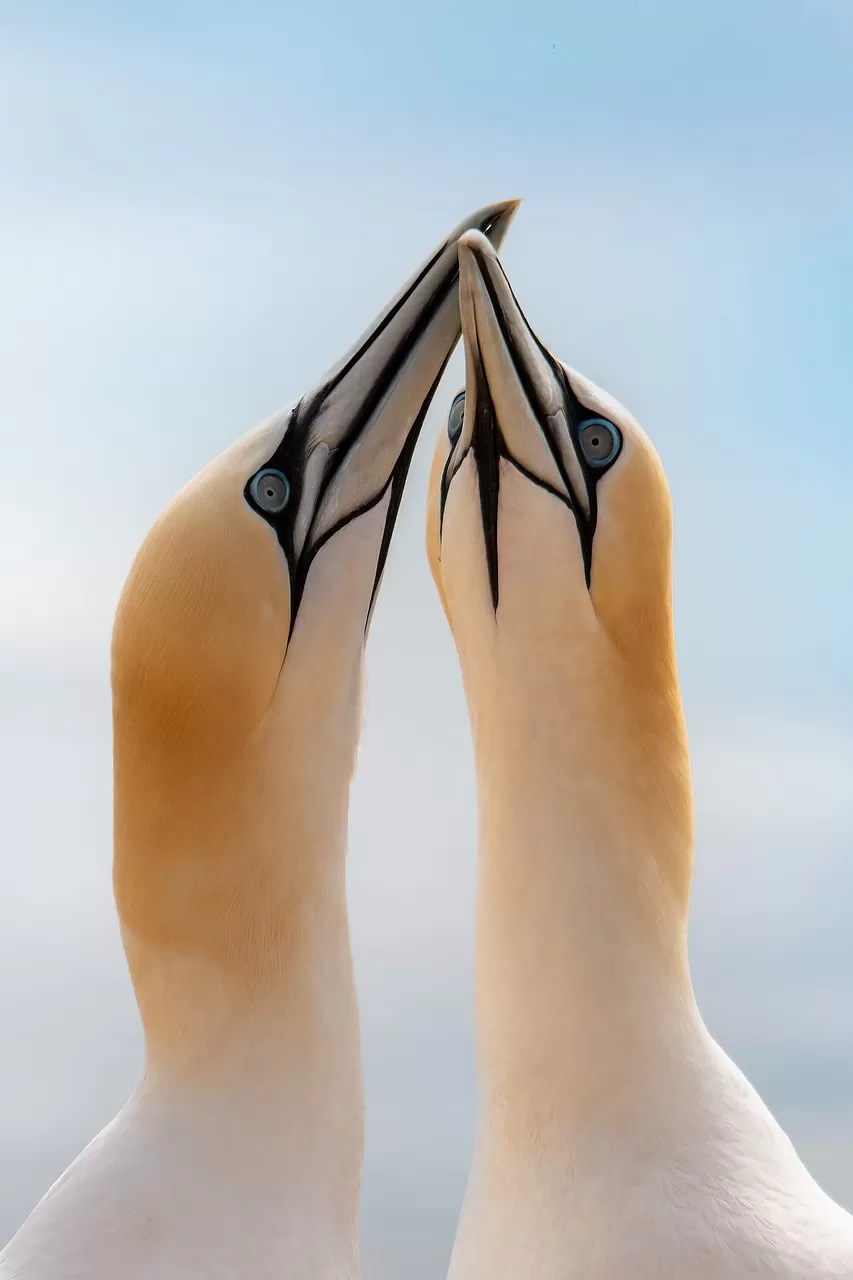 jan van genten, helgoland, duitsland