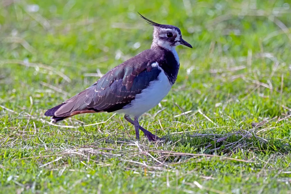kievit, vogel, wader