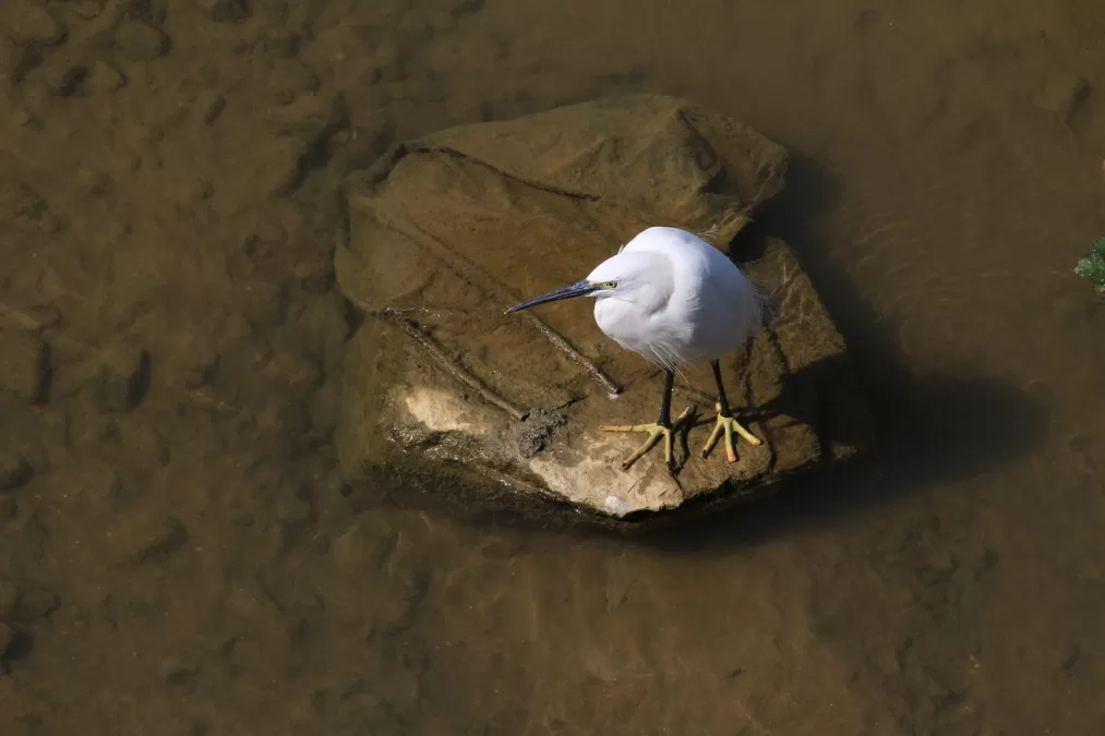 zilverreiger, kleine zilverreiger, nieuw