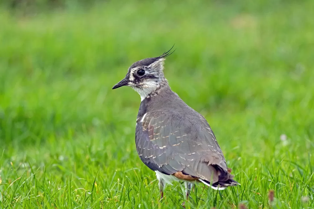 kievit, vogel, weide
