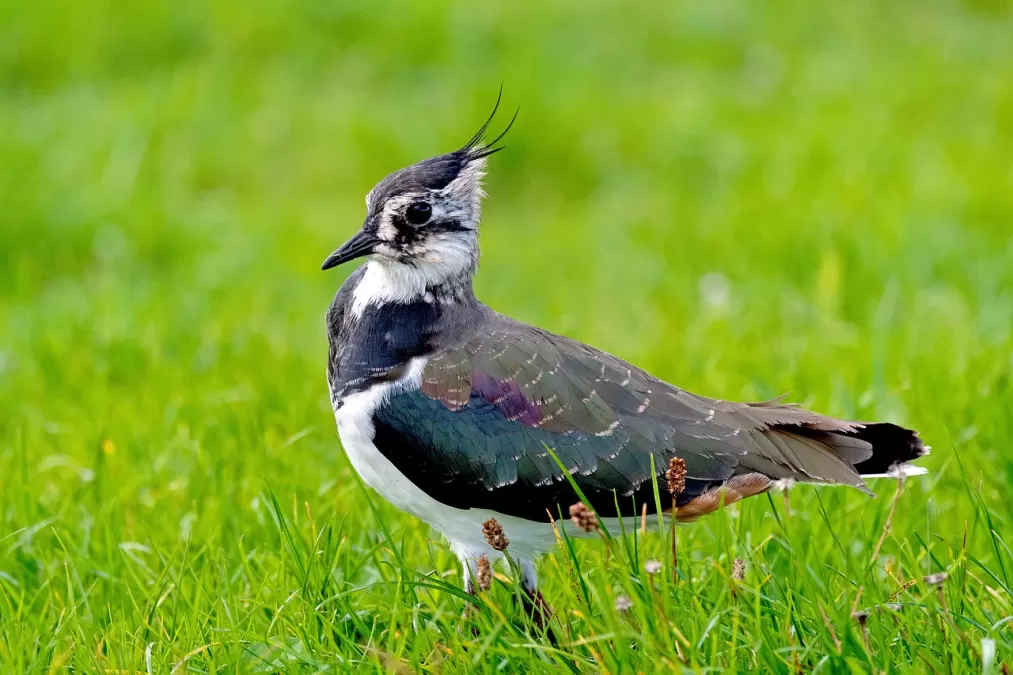 kievit, vogel, weide