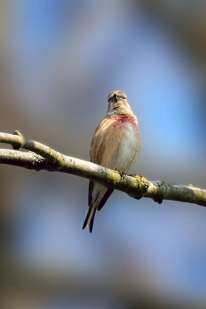 kneu, vogel, gevederte