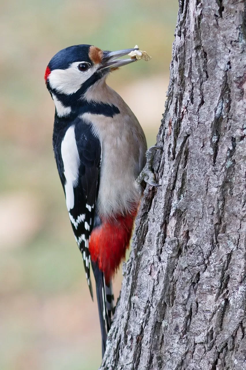 grote bonte specht, specht, vogel