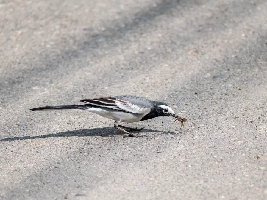 vogel, natuur, witte kwikstaart