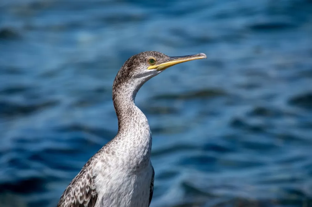aalscholver, vogel, grote zwarte visetende vogel