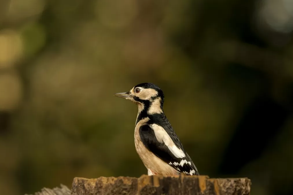 grote bonte specht, vogel, zitten