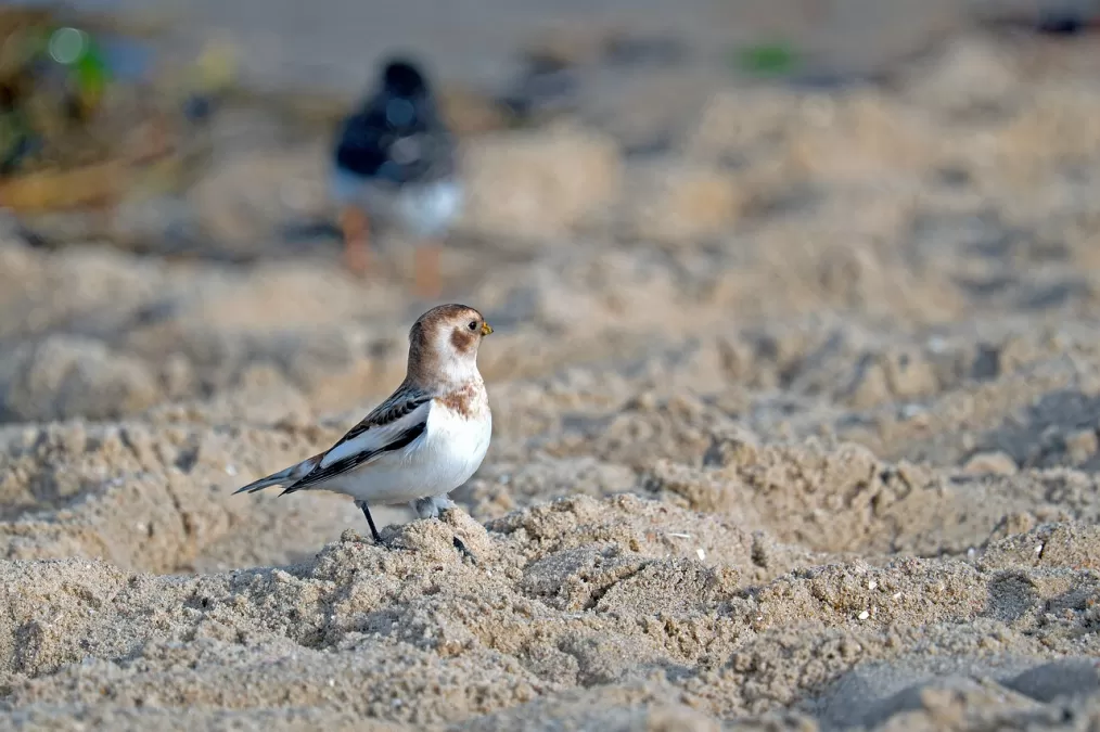 vogel, natuur, songbird