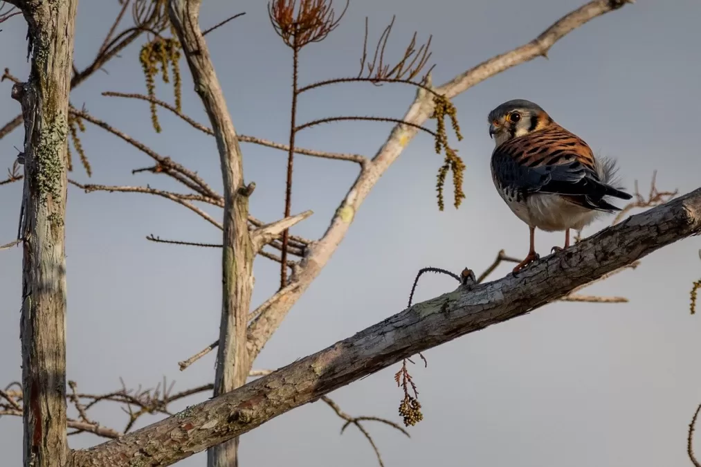boom, vogel, branch